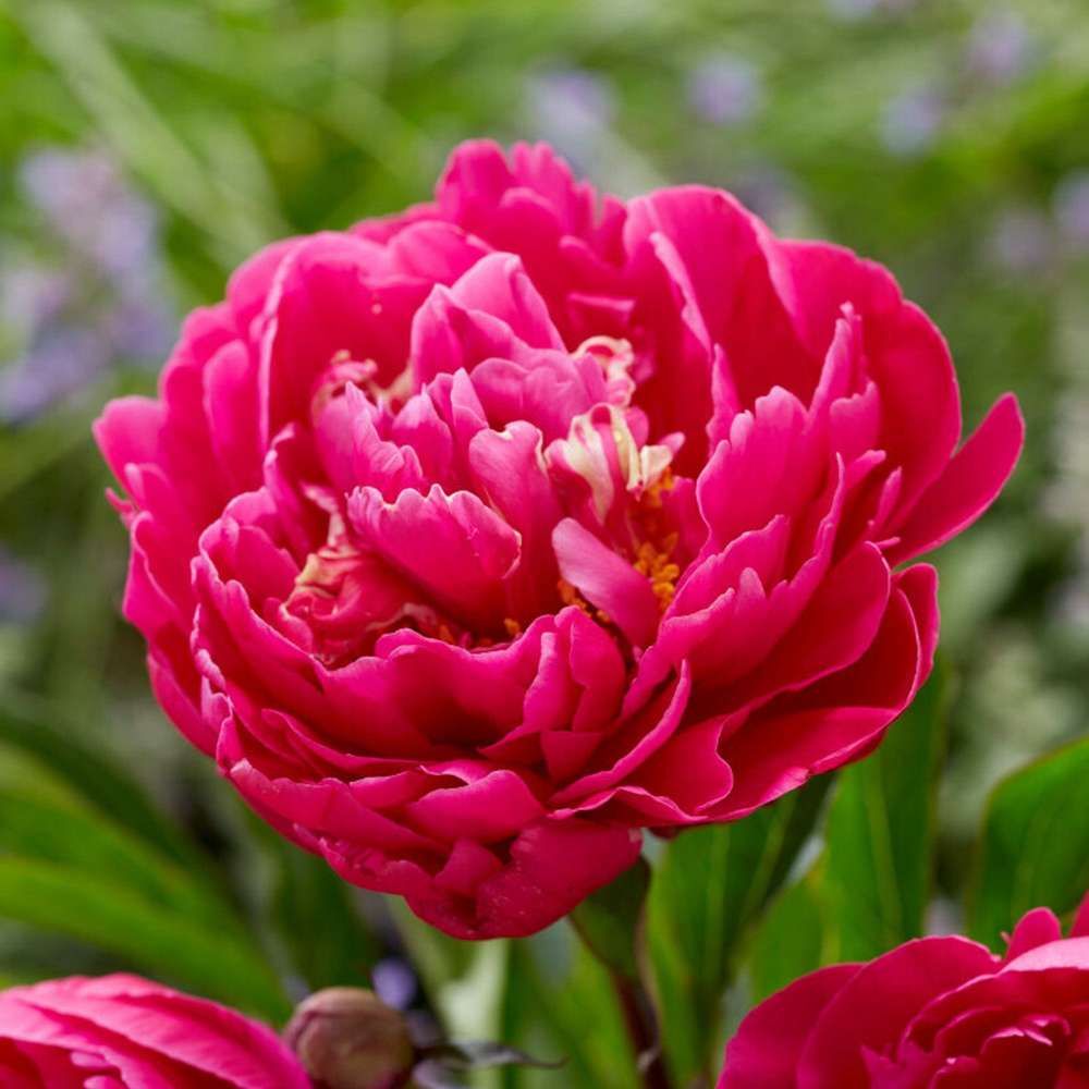 Pion 'Karl Rosenfield'